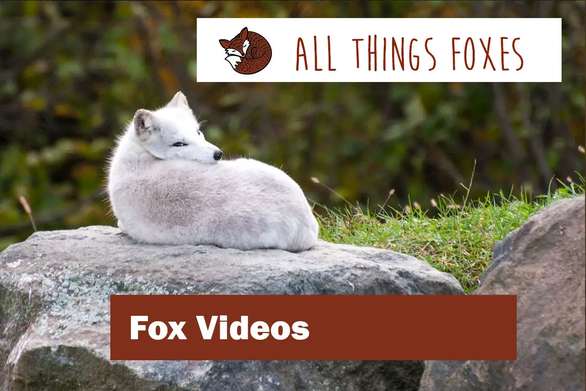fox-videos-page