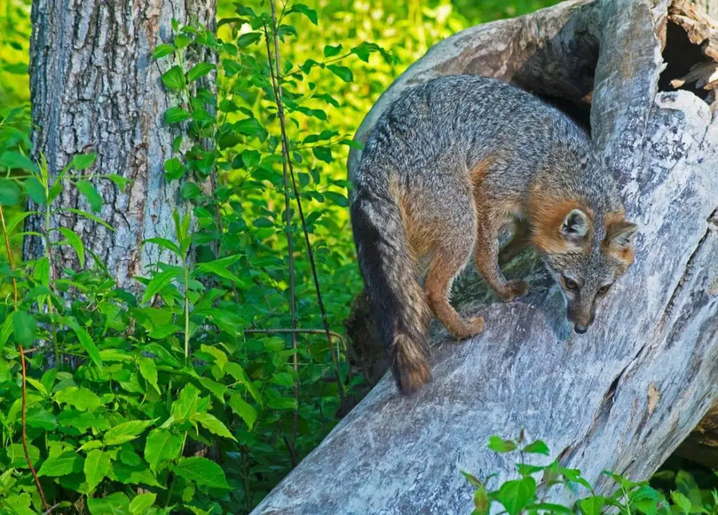 can-foxes-climb-trees