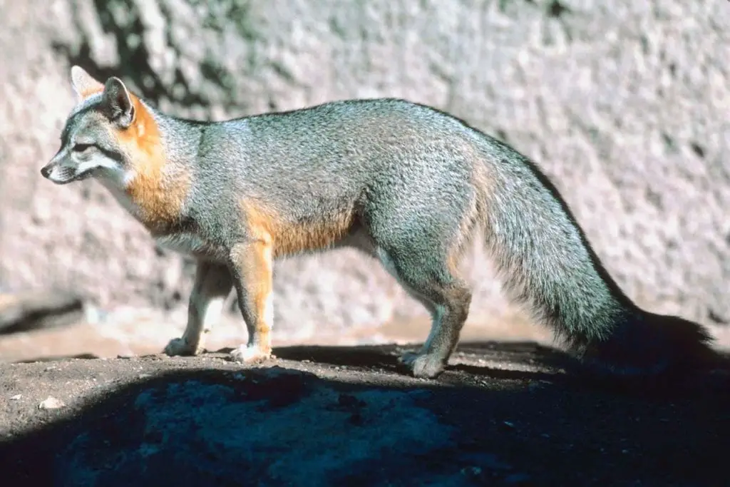 common-gray-fox