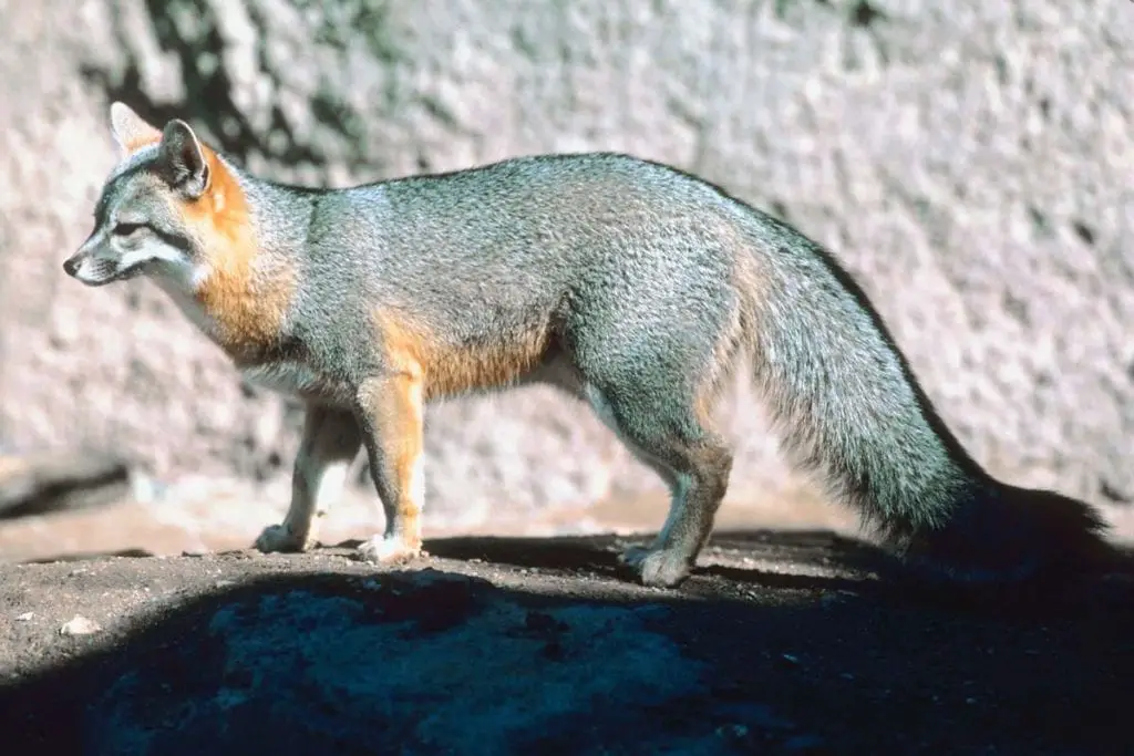 Gray Fox Habitats And Behavior All Things Foxes