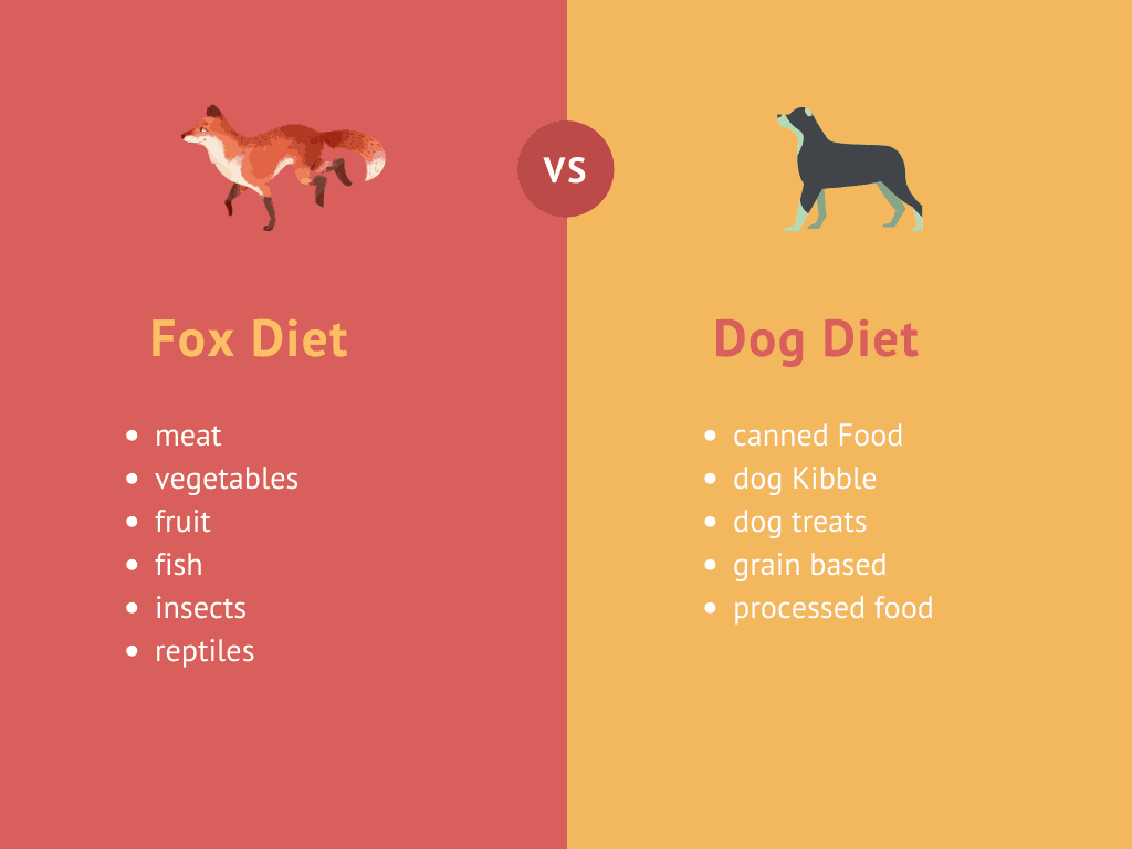 foxes-diet-vs-dogs-diet