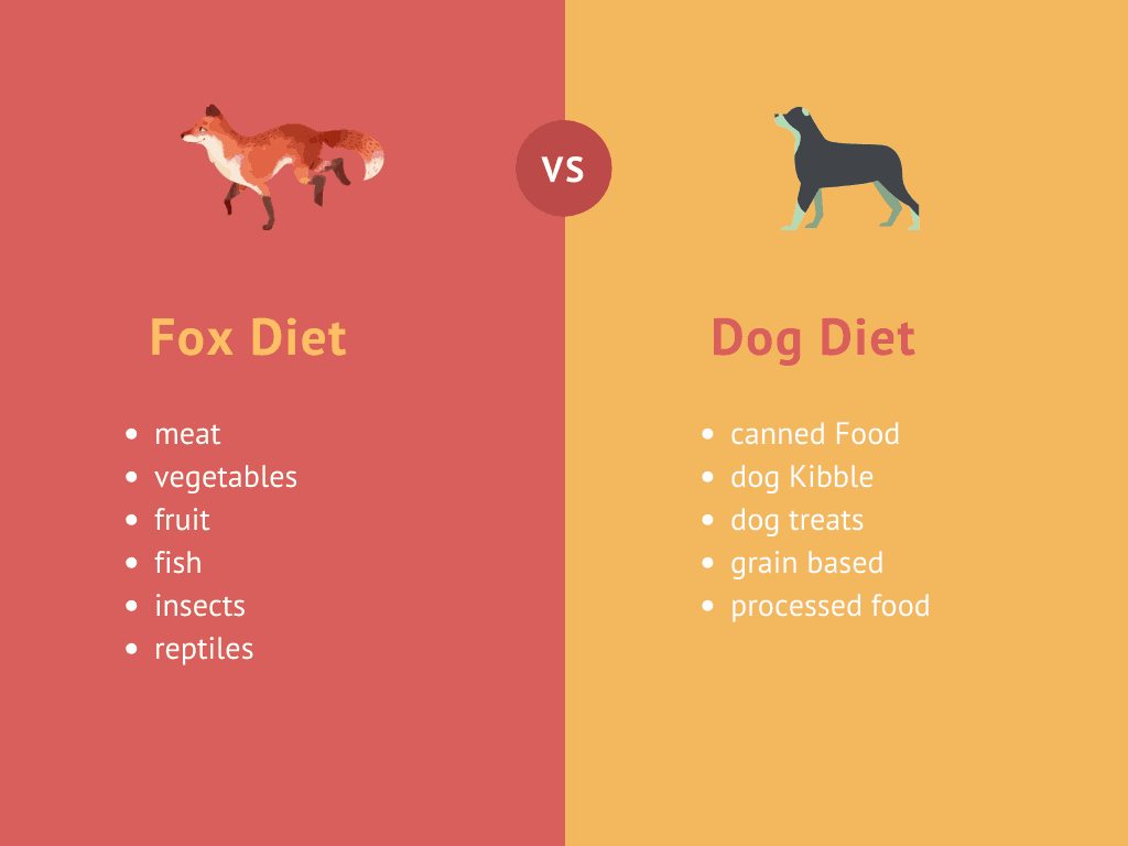 What a Fox Eats The Complete Guide