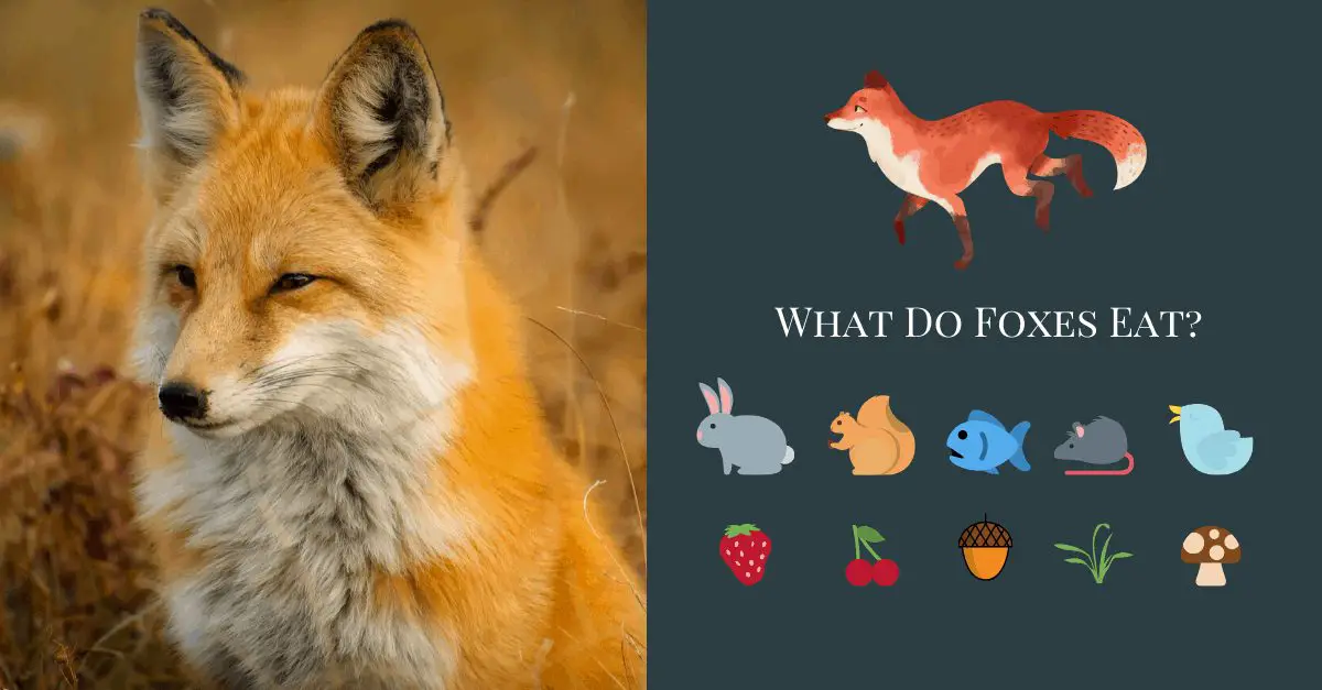 What a Fox Eats | The Complete Guide - All Things Foxes