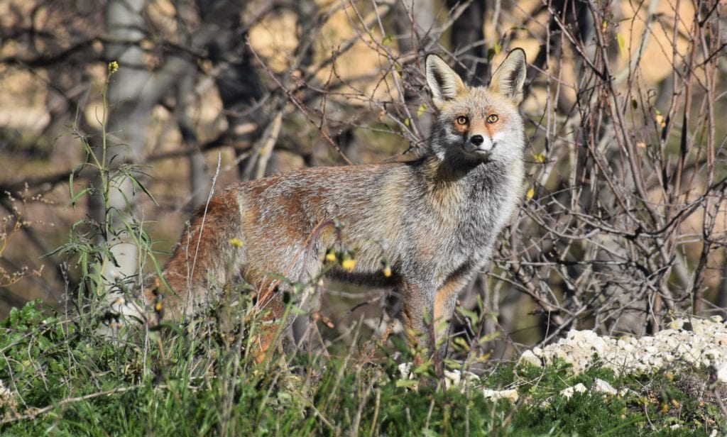 red-fox-morph