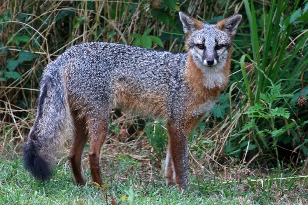 Gray Fox Habitats and Behavior All Things Foxes