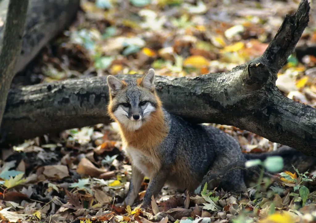 gray-fox