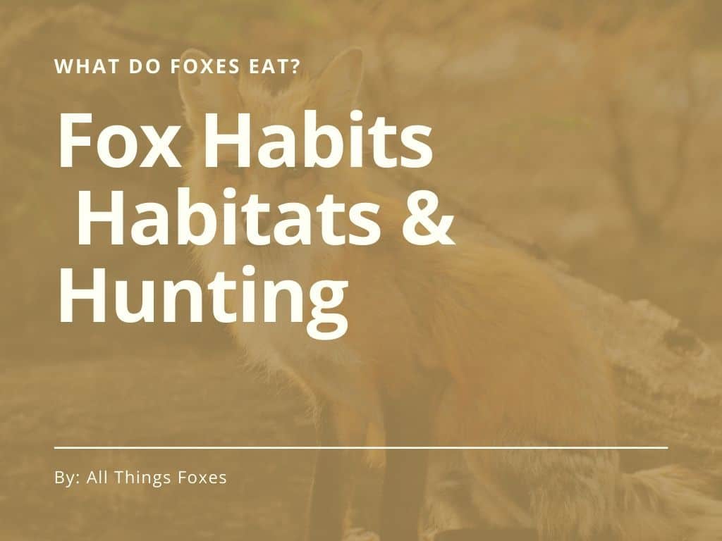 What Do Foxes Eat? Pet Fox Diet All Things Foxes
