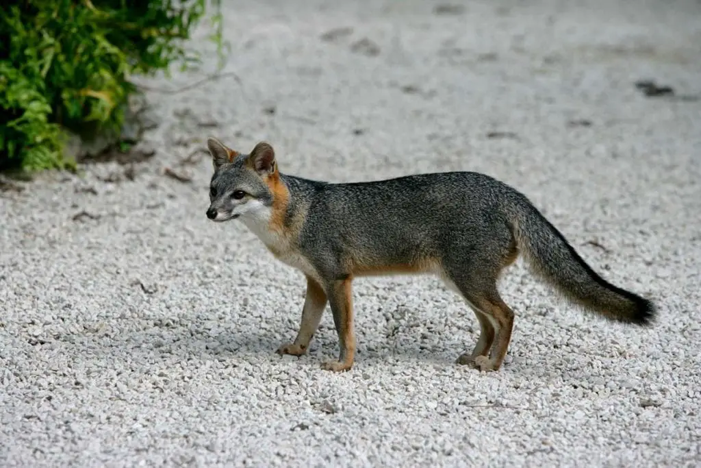 north-american-gray-fox