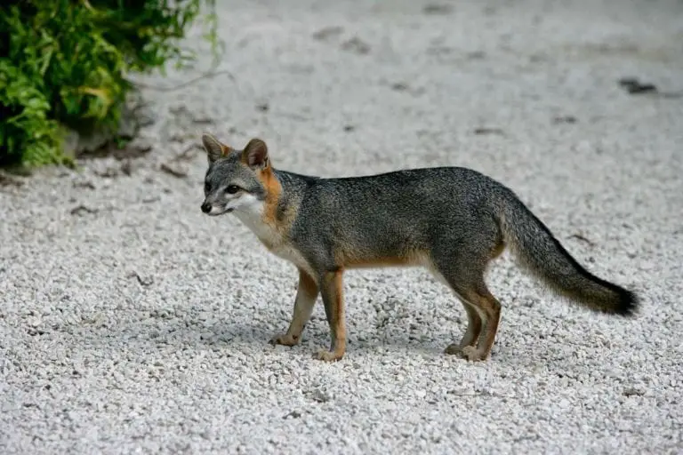 Gray Fox | Habitats and Behavior - All Things Foxes