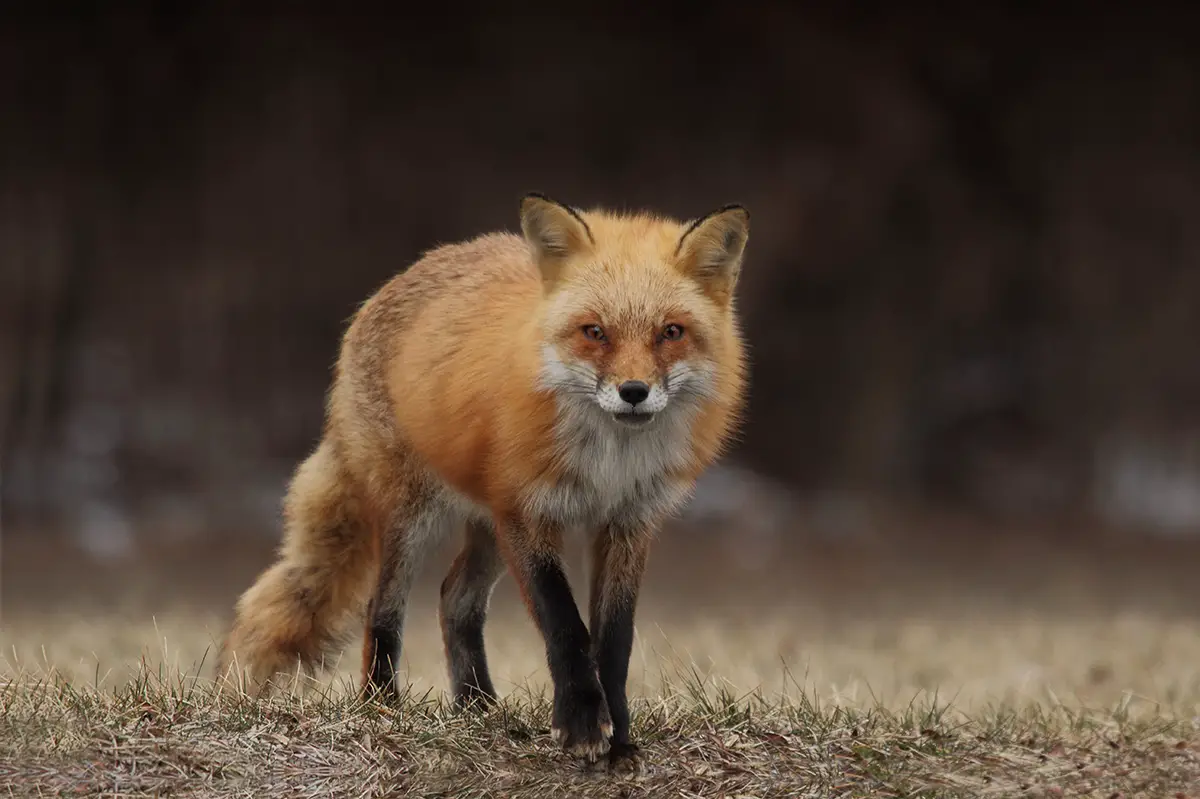 Red-foxes