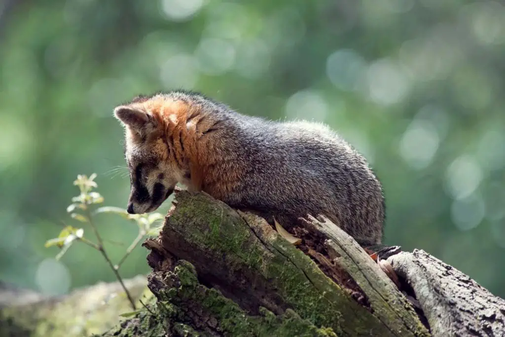 tree-fox