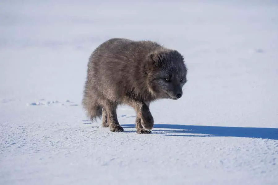 what-do-arctic-foxes-eat