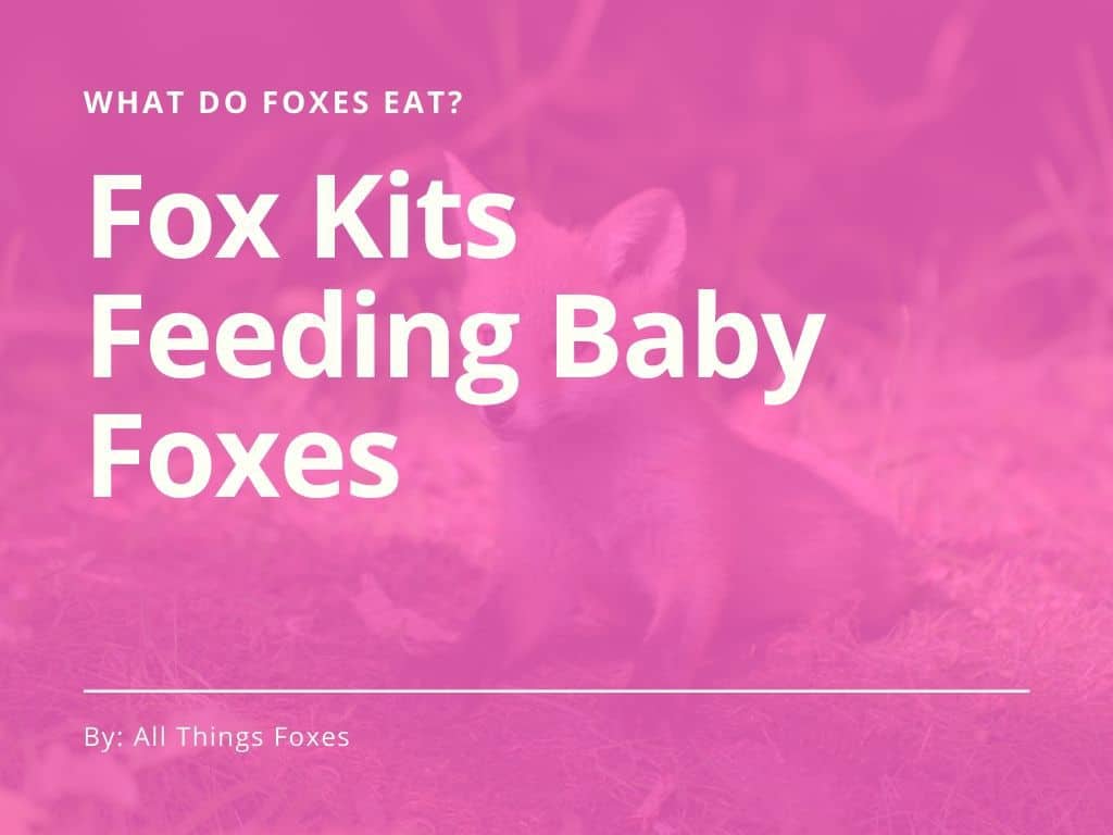 What Do Foxes Eat? Pet Fox Diet All Things Foxes
