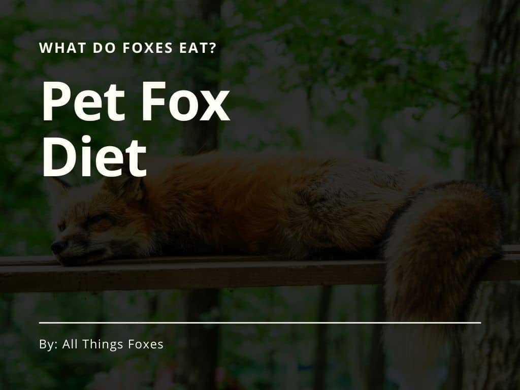 What Do Foxes Eat? Pet Fox Diet All Things Foxes