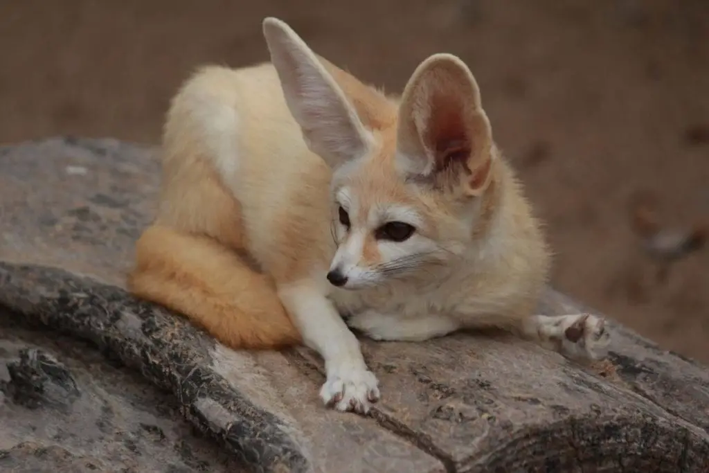 Fennec Foxes as Pets | The Ultimate Guide - All Things Foxes