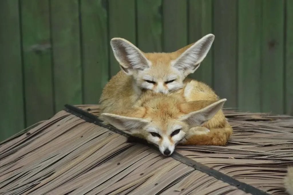 Fennec Foxes as Pets | The Ultimate Guide - All Things Foxes