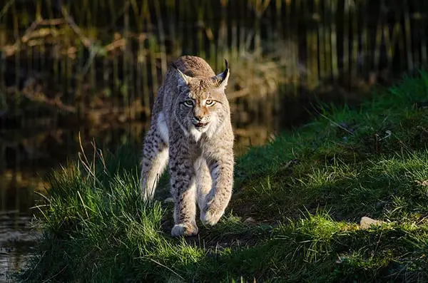 blandford fox predators