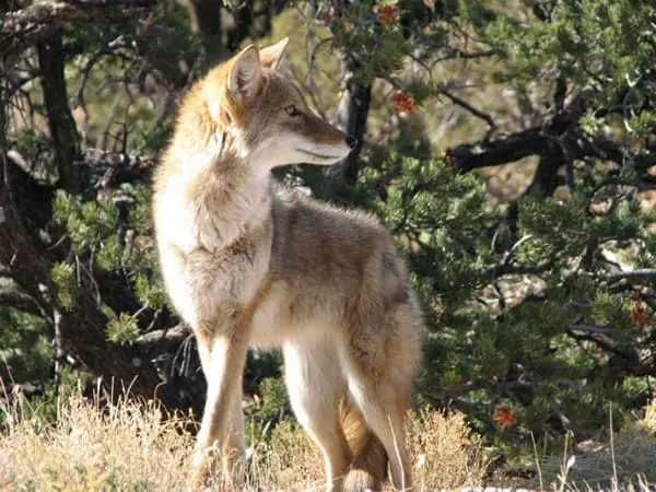 les coyotes mangent-ils des renards?