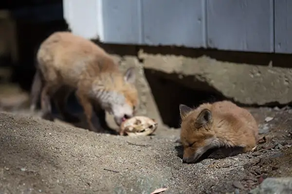 A fox will kill and eat a fox pup.