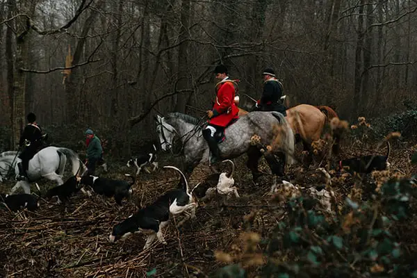 Humans hunt and trap foxes.os humanos caçam raposas? Sim, os humanos caçam e às vezes comem raposas.