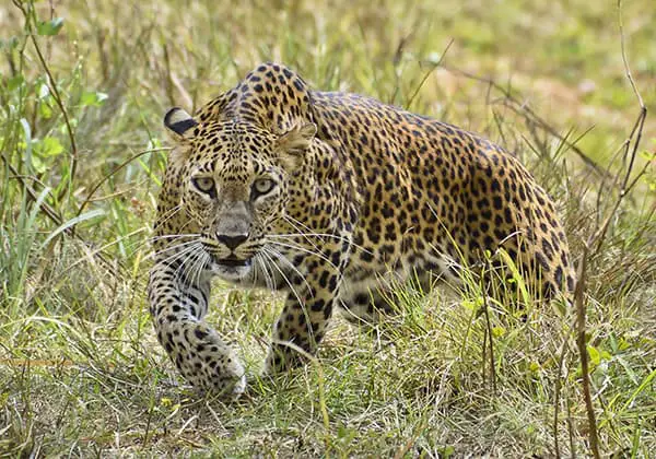 Leopards prey on foxes.