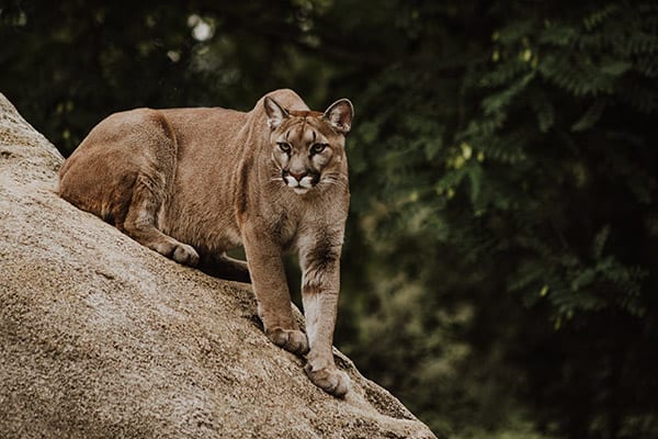 do mountain lions eat foxes?