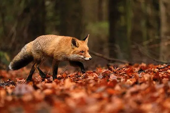 11 Fox Predators | A List of What Eats a Fox | All Things Foxes