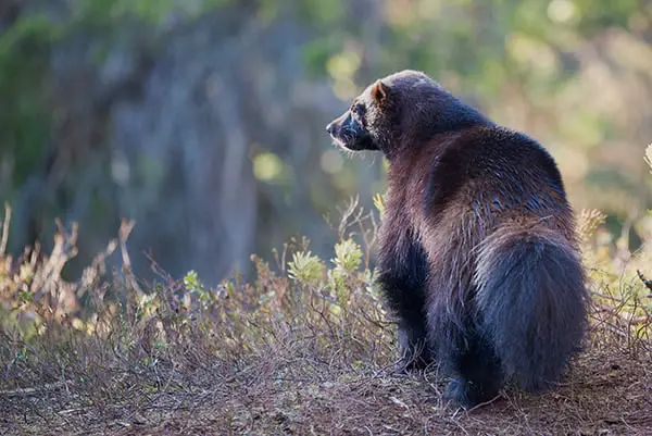 what eats foxes? - wolverines do