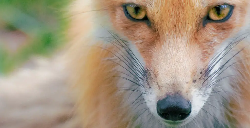 foxes-have-cat-eyes