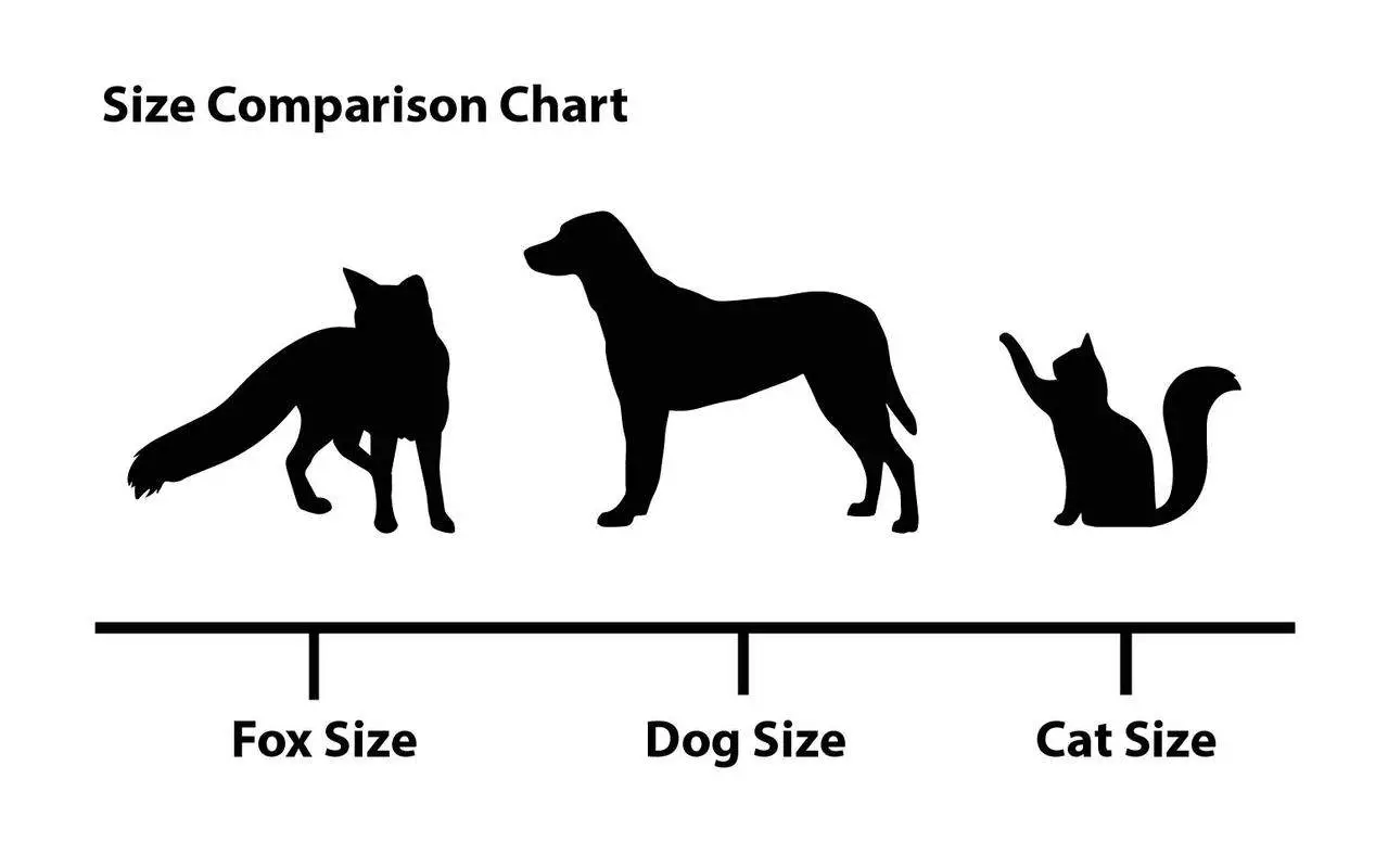 cats and dogs similarities