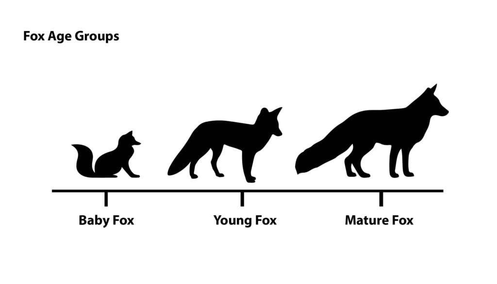 Arctic Fox Life Cycle Diagram