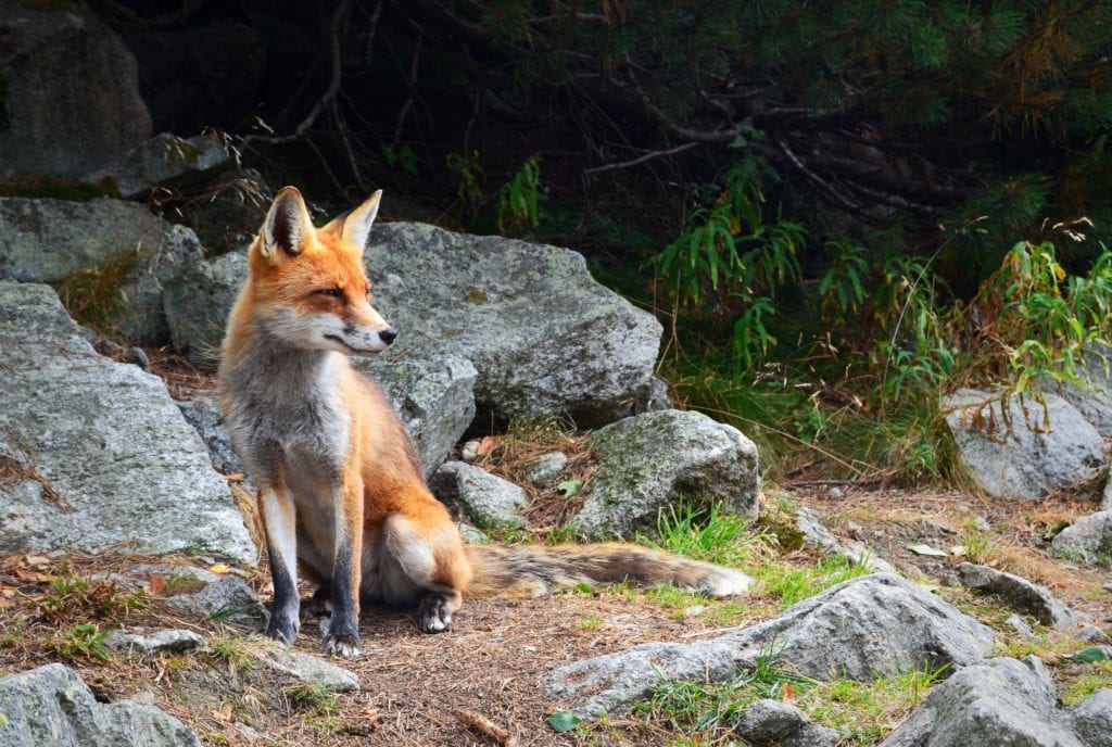 fox-in-nature