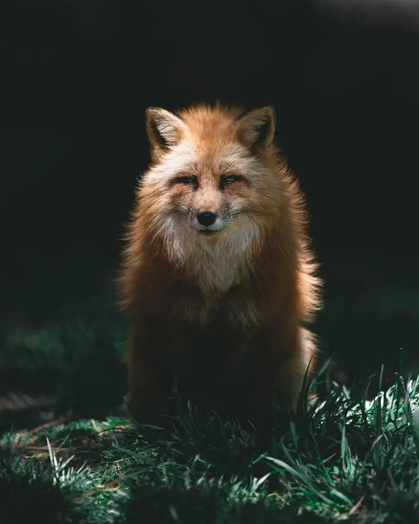 fox-at-night