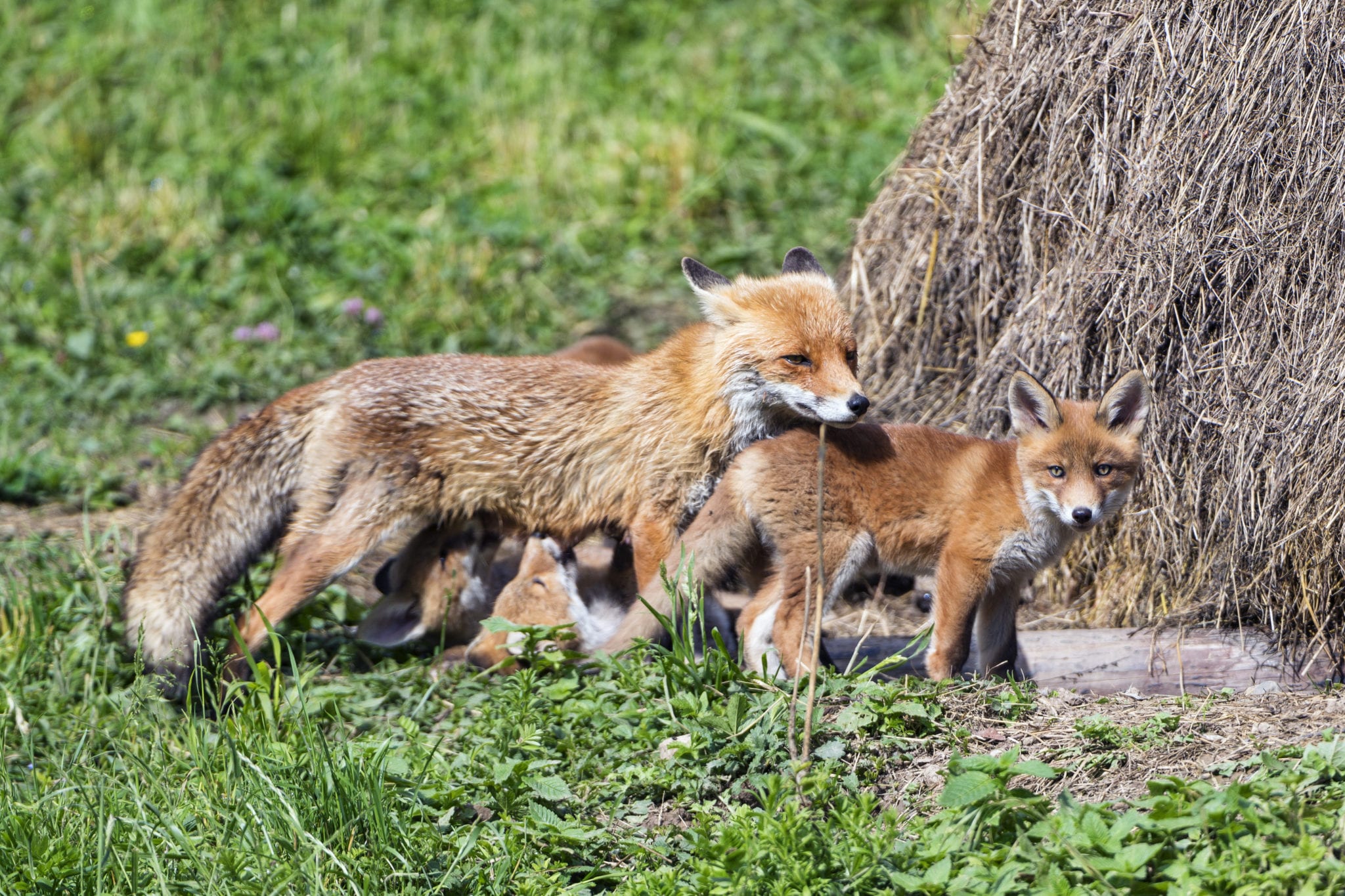 what-to-do-when-foxes-move-in-the-national-wildlife-federation-blog