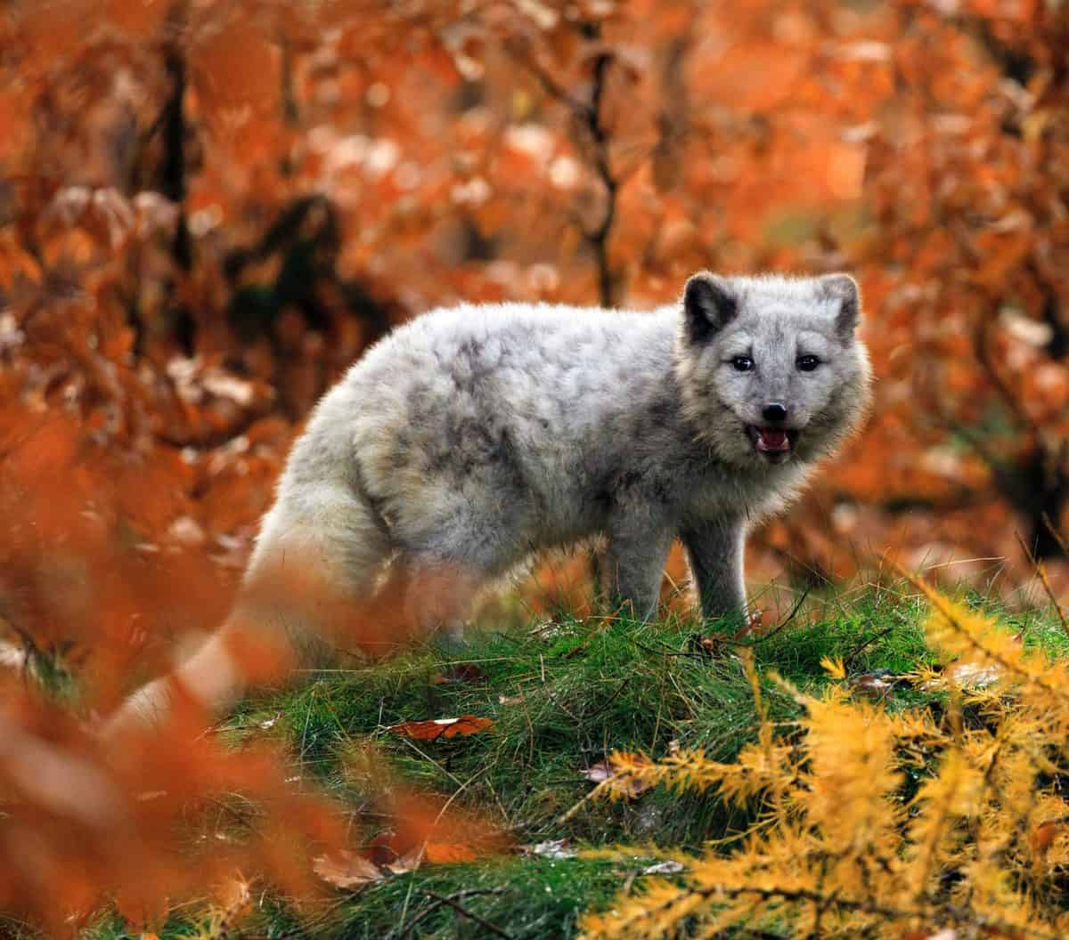 How Long Do Foxes Live? | Life Span of a Fox - All Things Foxes