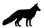 mature-fox