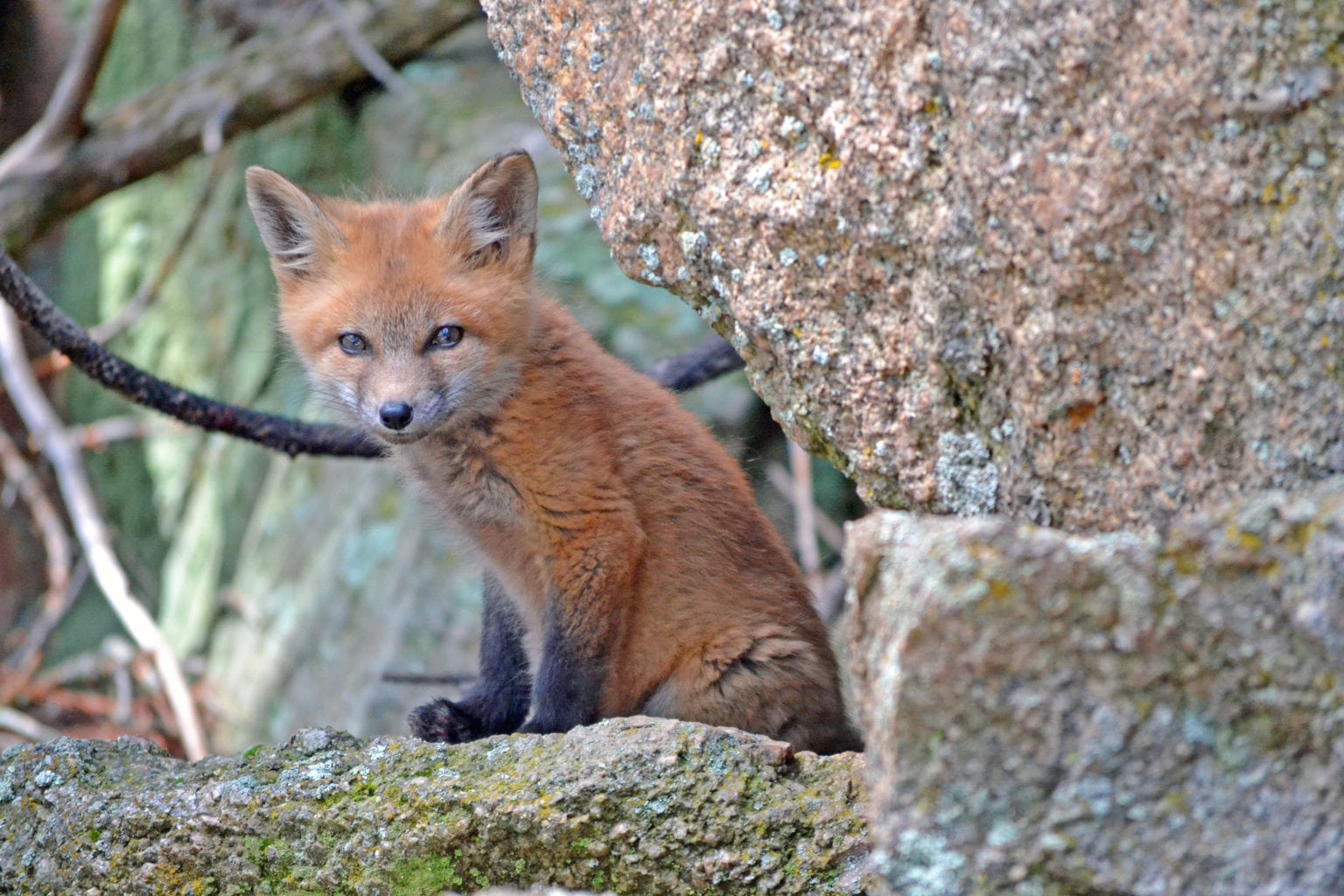 fox-dens-all-you-need-to-know-all-things-foxes