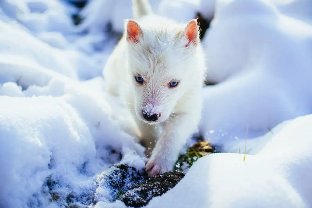 arctic-fox-pup-foxes