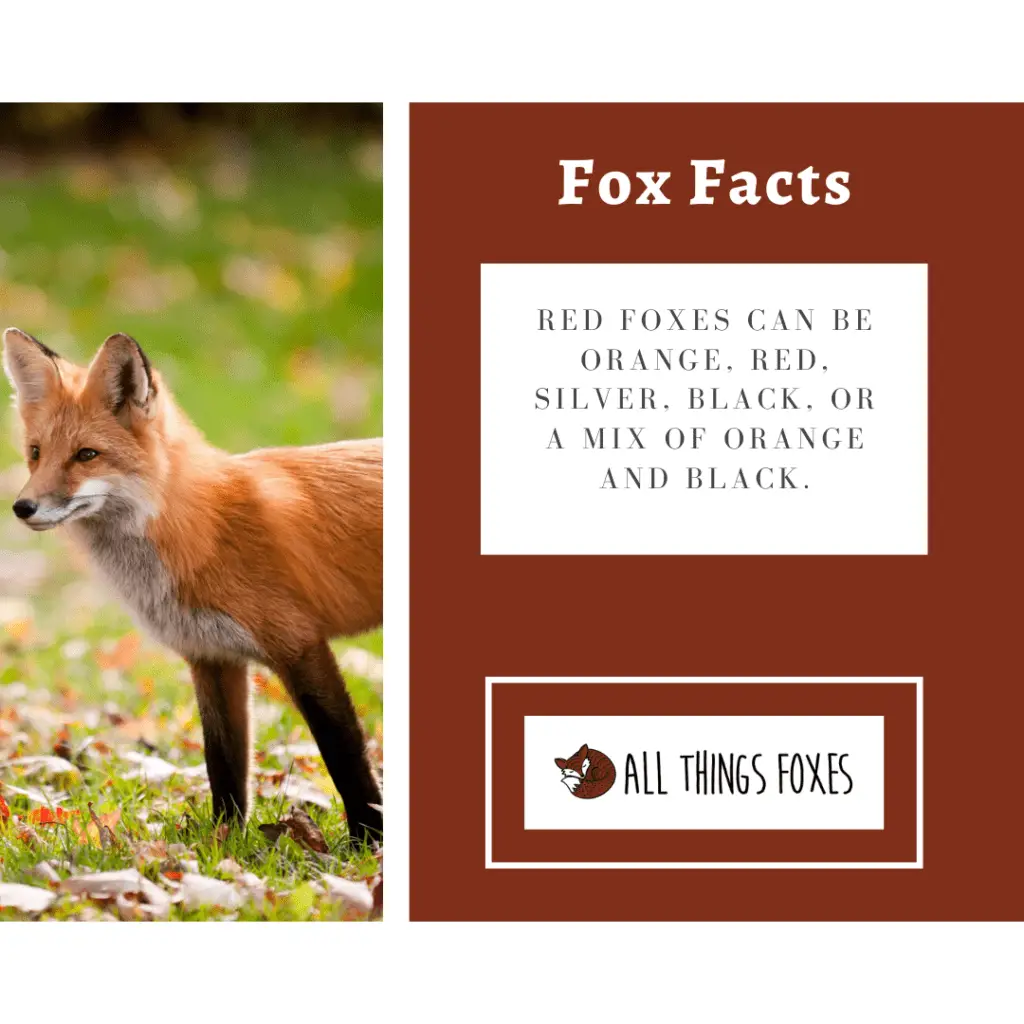 fox-facts-26