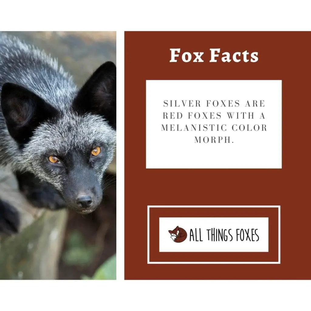 fox-facts-27