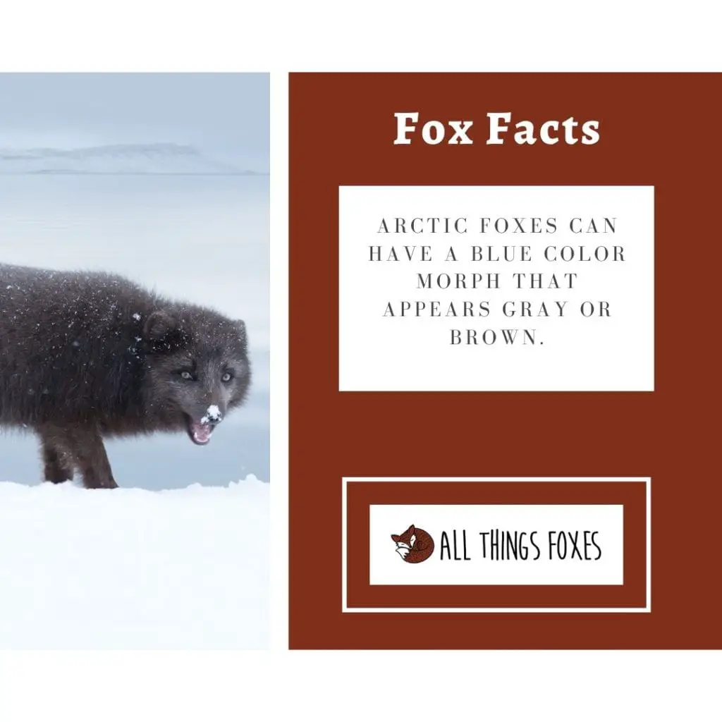 fox-facts-28