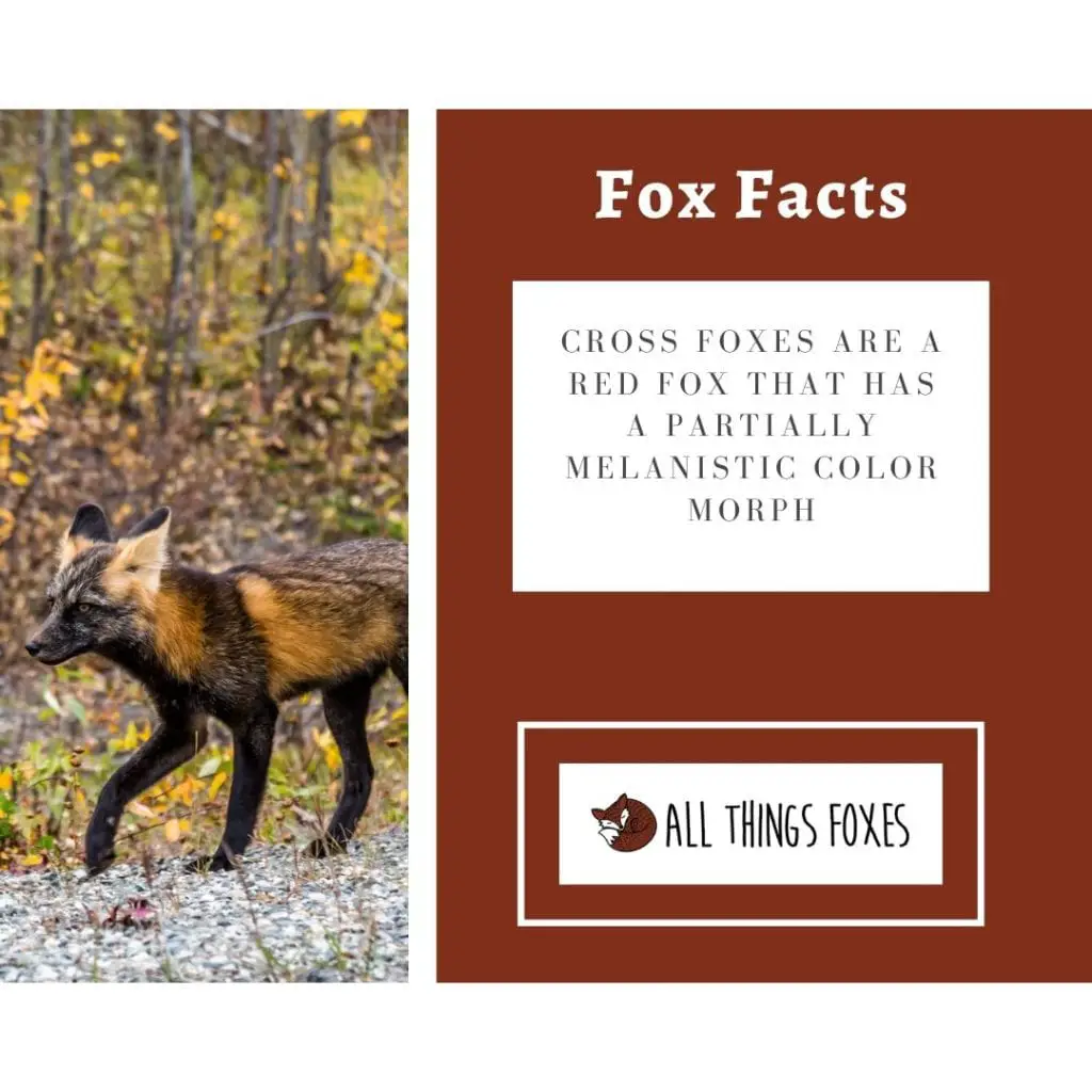 fox-facts-25