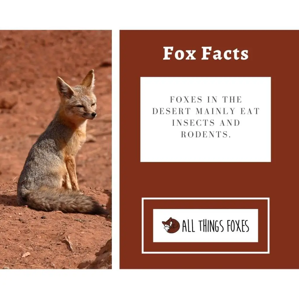 desert-foxes-1