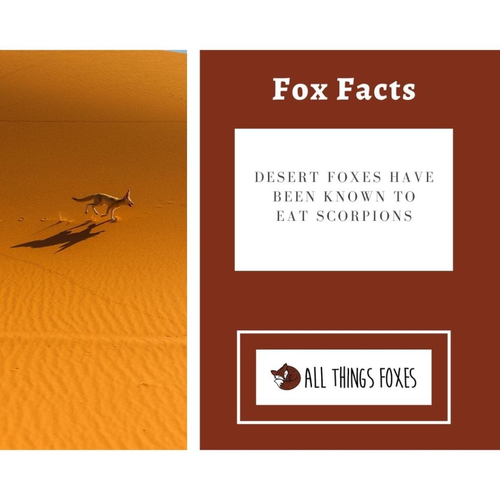 desert-foxes-3