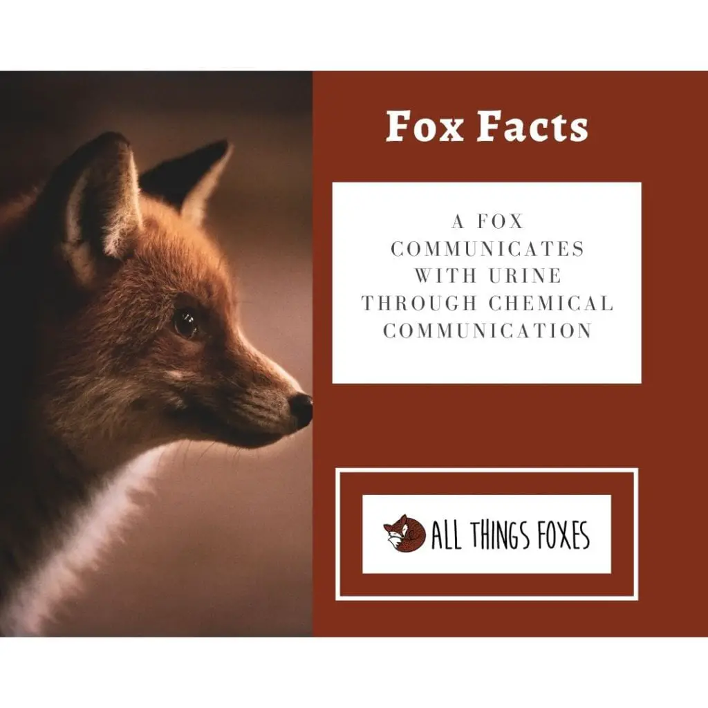 fox-communication-fox-facts
