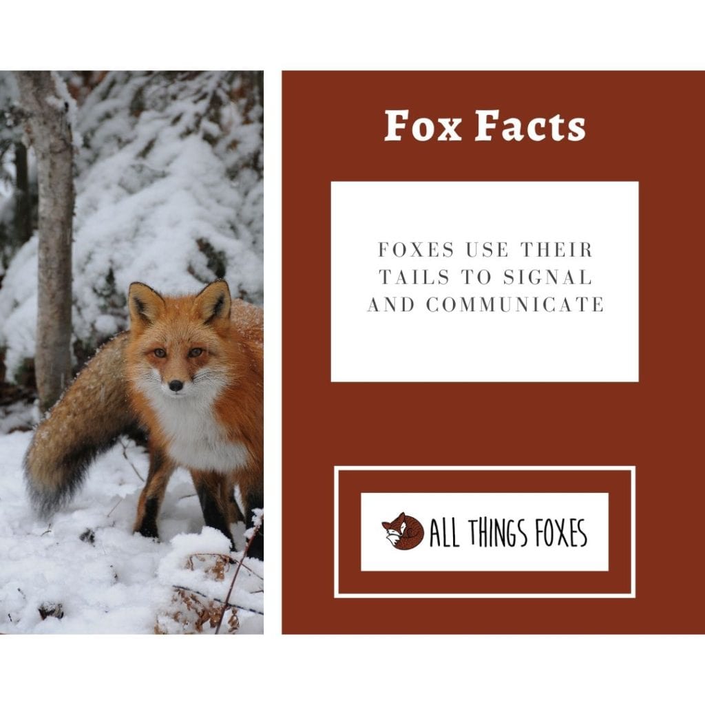 fox-facts-communication-tails