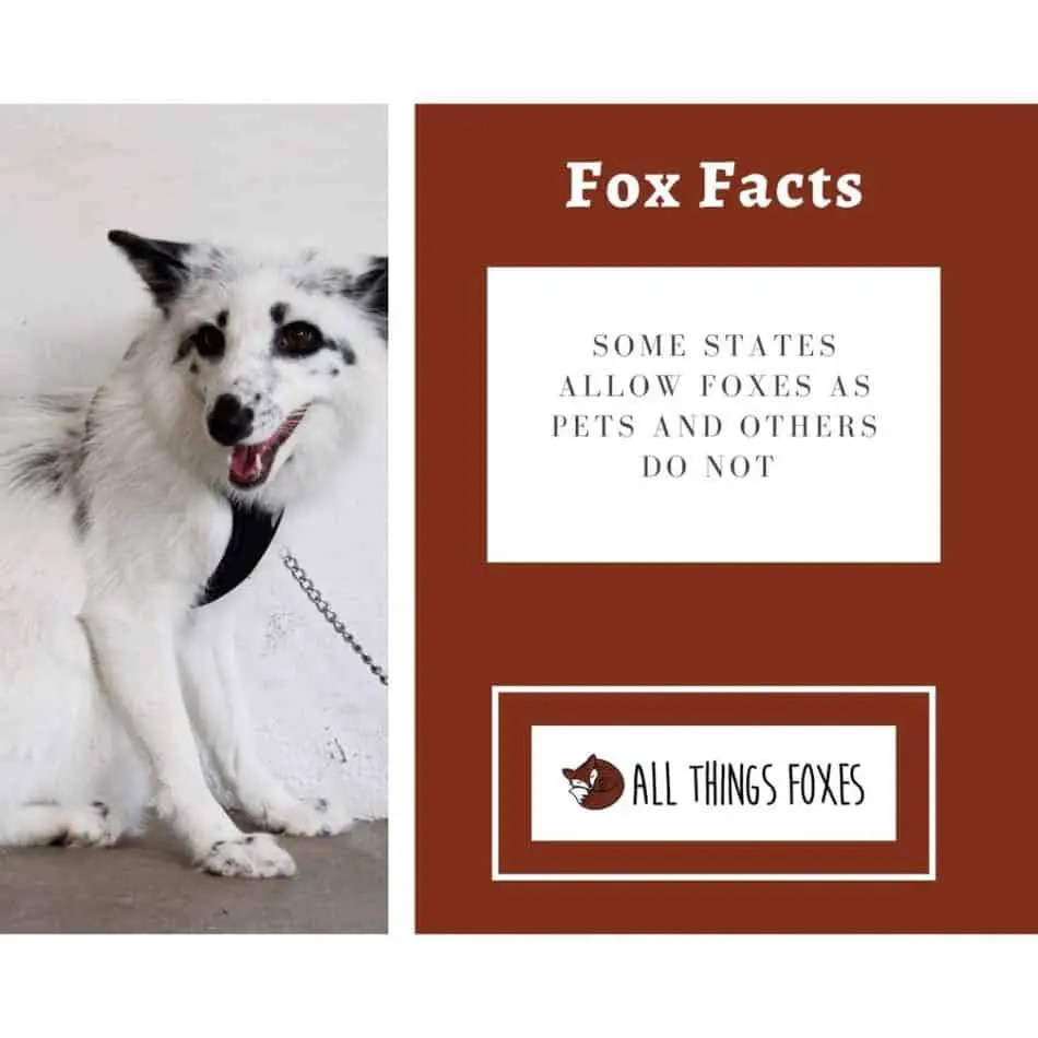 fox-facts-pets-1