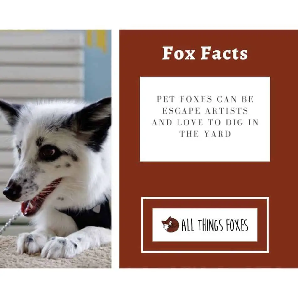 fox-facts-pets-3