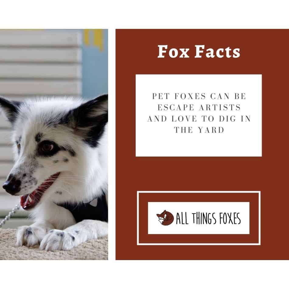 Fox Facts | Interesting Facts about Foxes - All Things Foxes