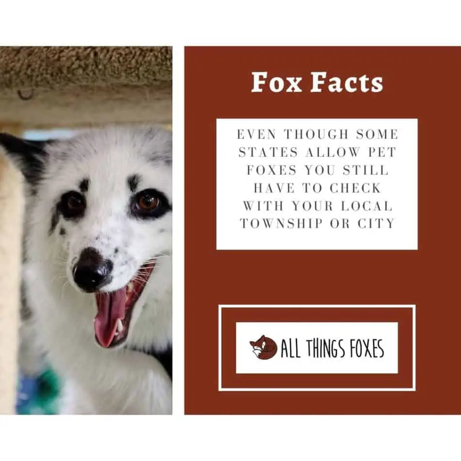 fox-facts-pets-4
